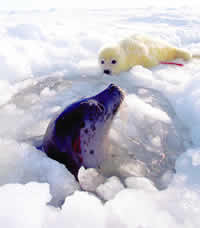 polarne zivotinje
