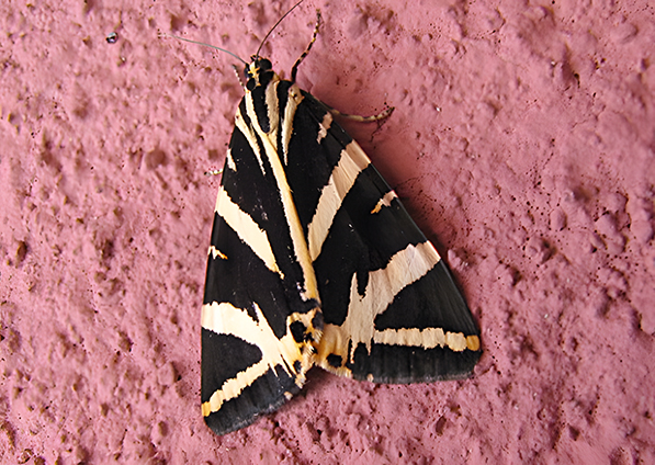 ENTOMOLOGIJA
