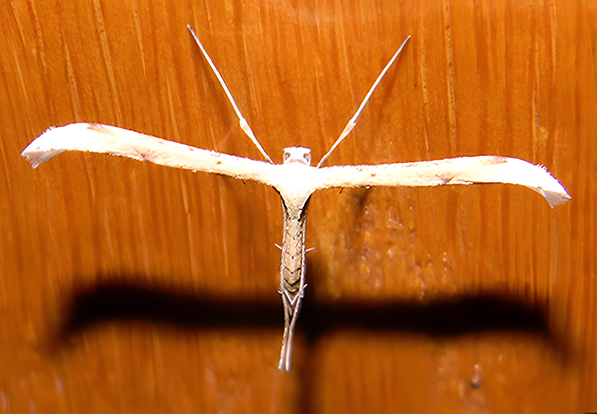 ENTOMOLOGIJA