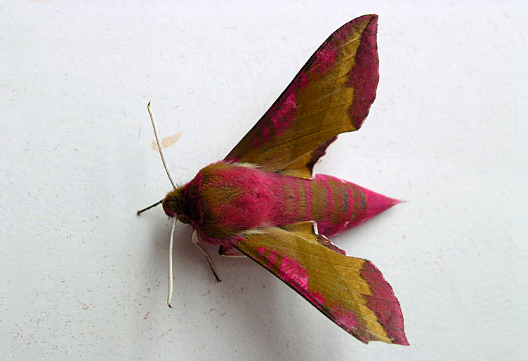 ENTOMOLOGIJA