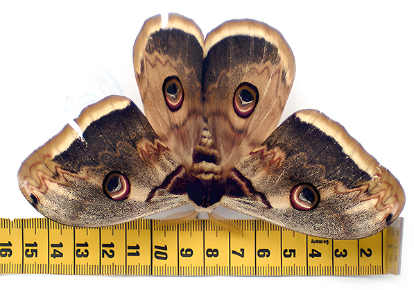 ENTOMOLOGIJA