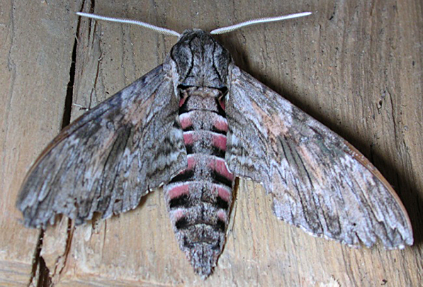 ENTOMOLOGIJA