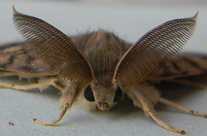 ENTOMOLOGIJA