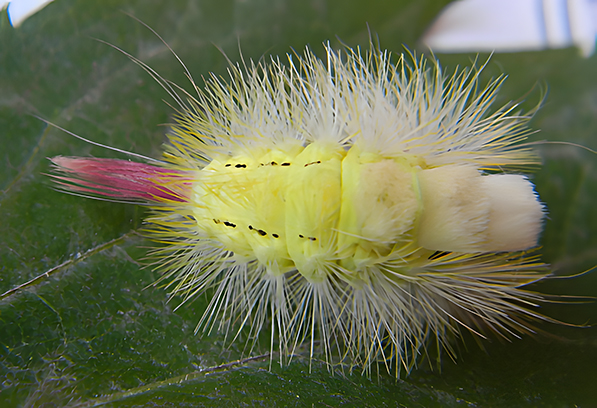 ENTOMOLOGIJA