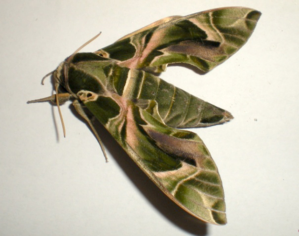 ENTOMOLOGIJA