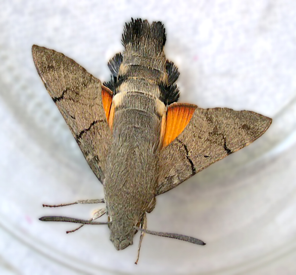 ENTOMOLOGIJA