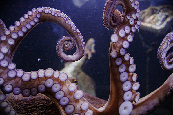 BIOSFERA